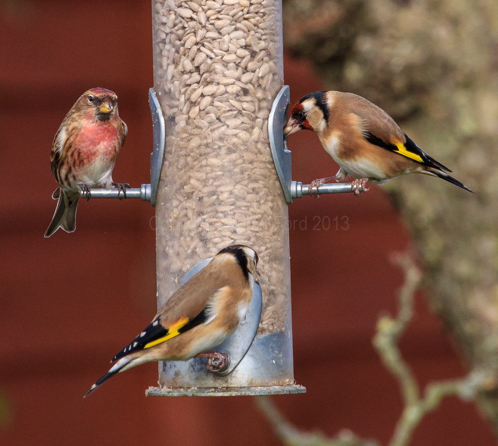 Redpoll and Goldfinches on the feeder in our apple tree