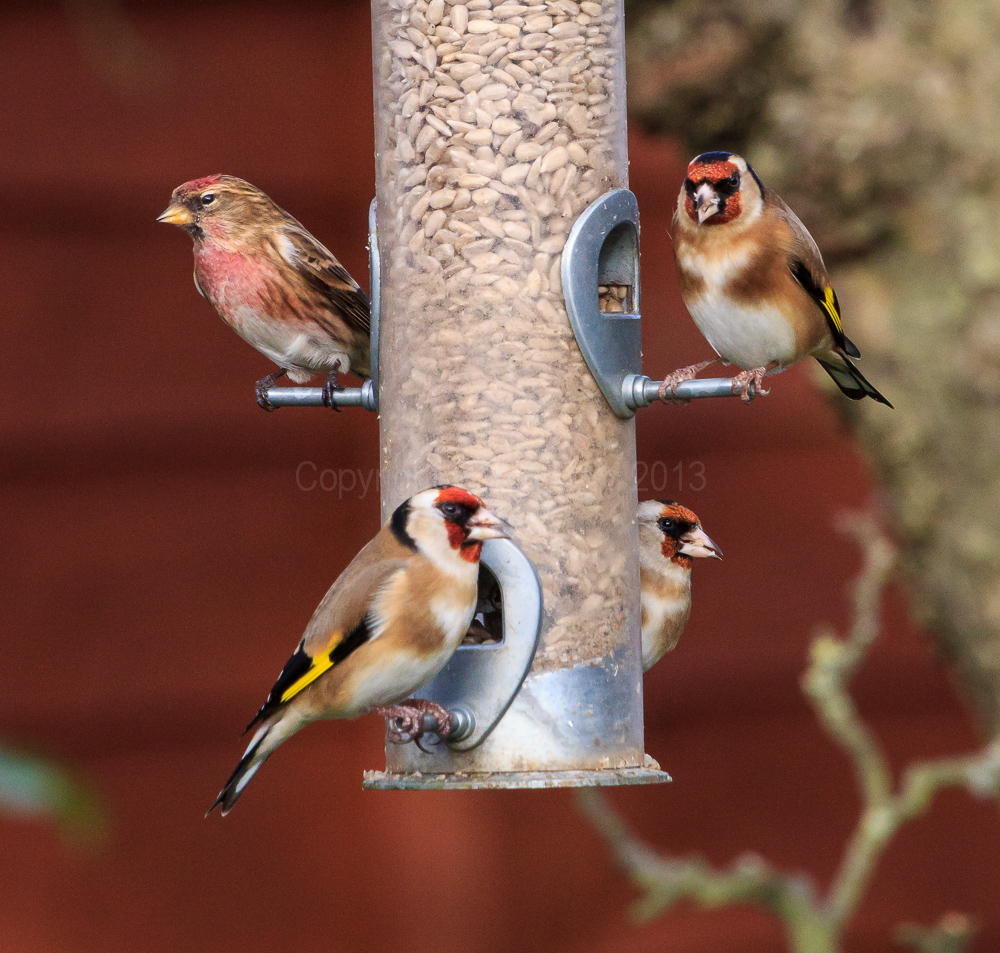 Redpoll and Goldfinches on the feeder in our apple tree