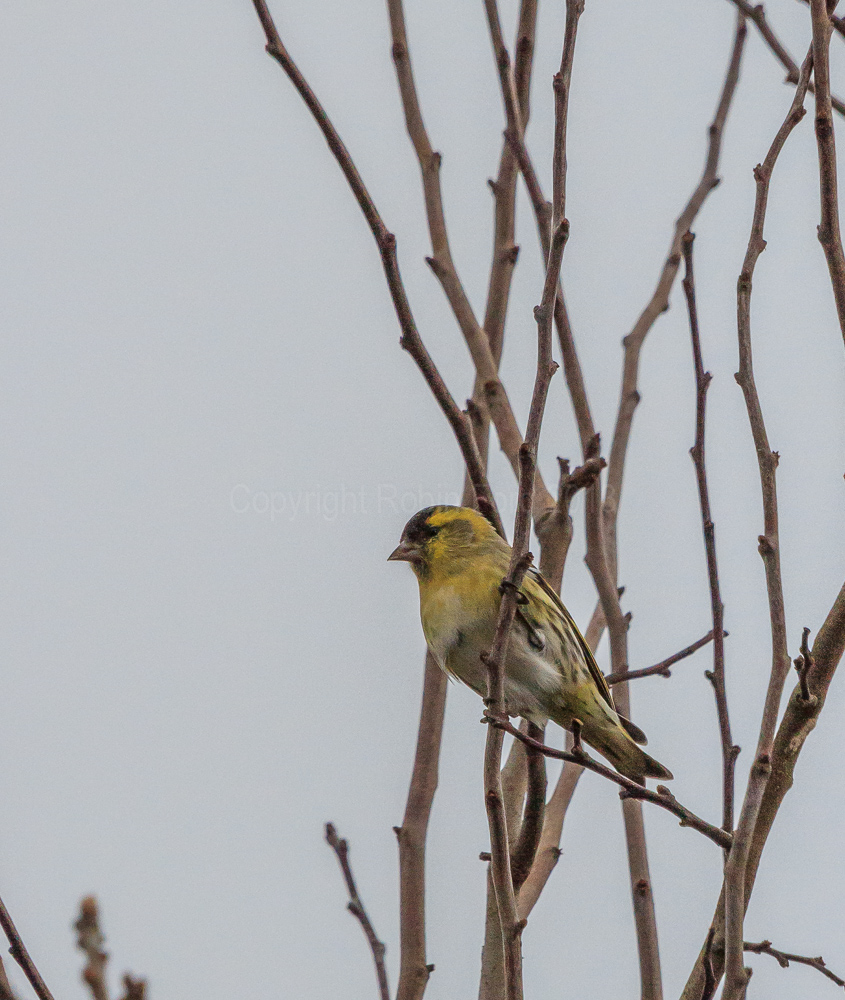 Siskin checking out our garden