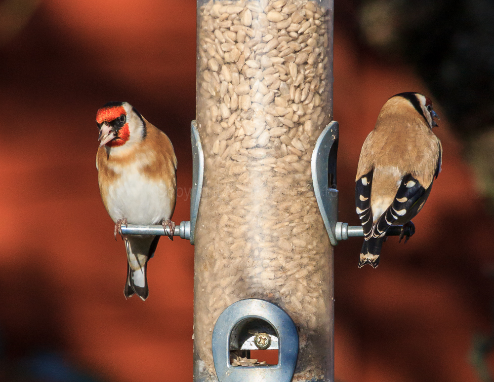 Goldfinches on a feeder in our apple tree
