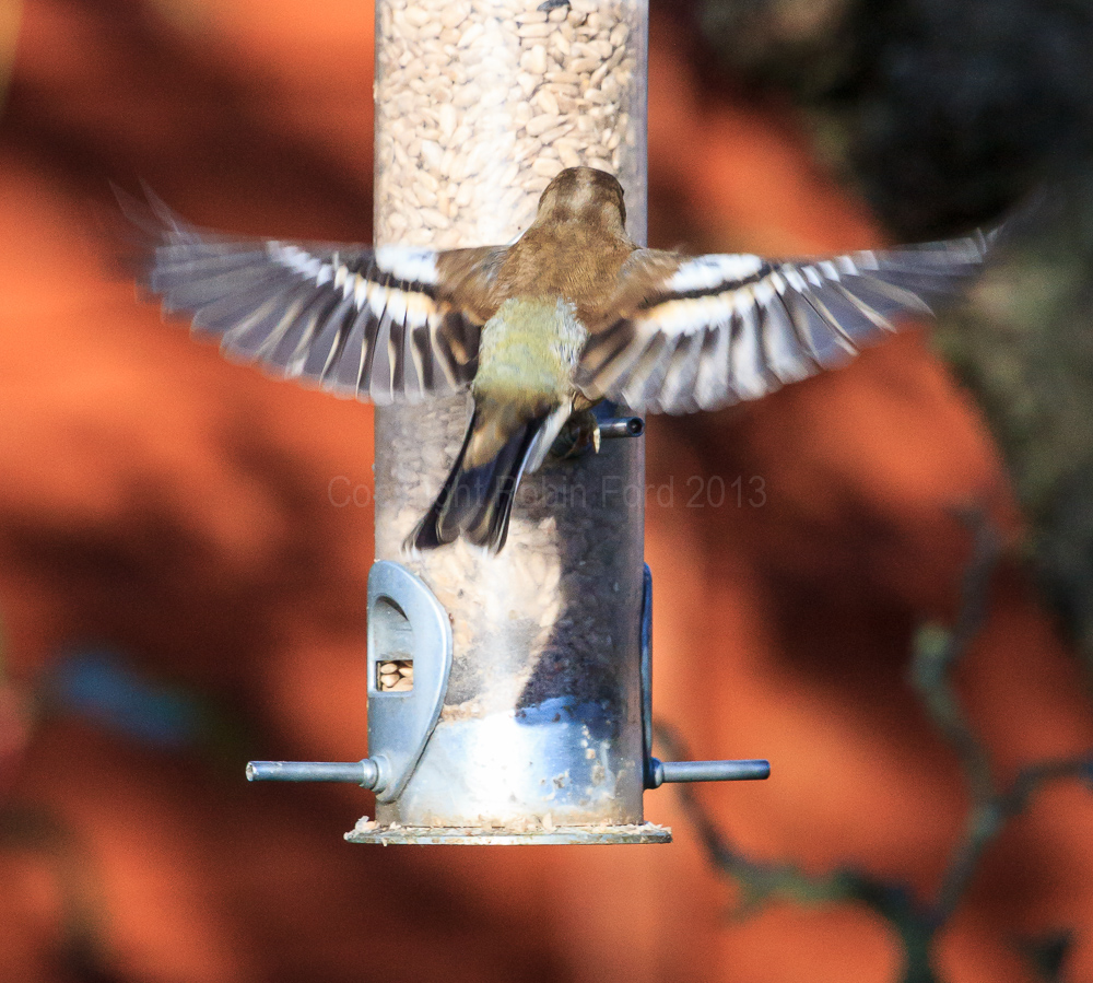 Chaffinch trying to use the feeder in our apple tree