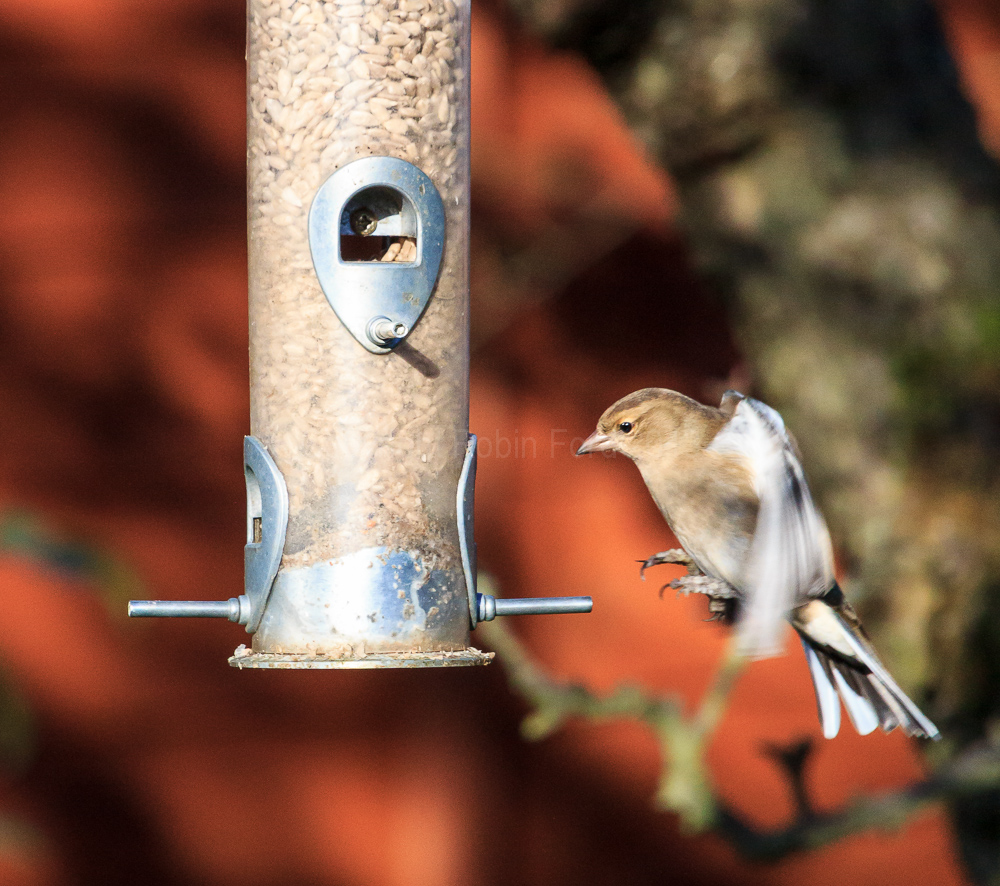Chaffinch trying to use the feeder in our apple tree