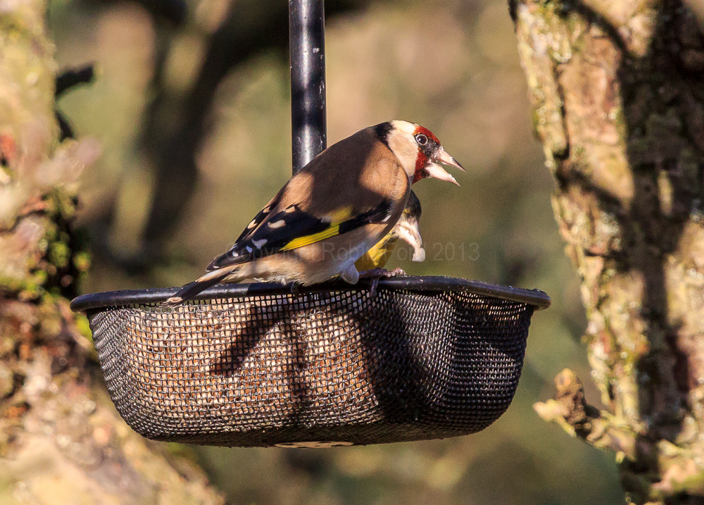 Goldfinch on a feeder in our apple tree