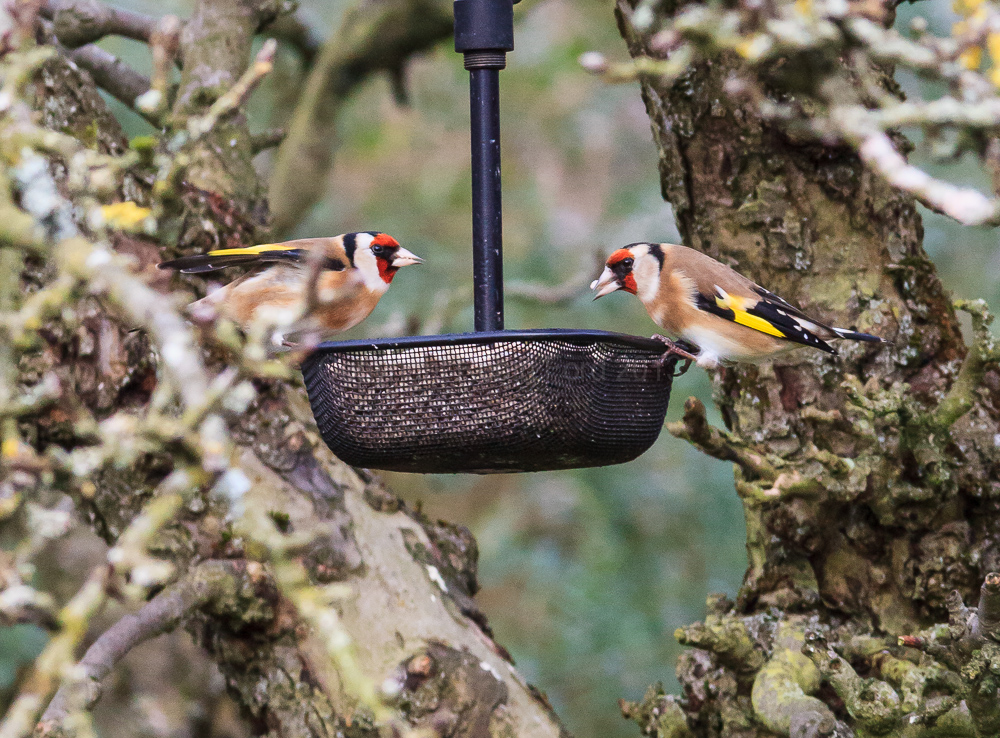 Goldfinches on a feeder in our apple tree