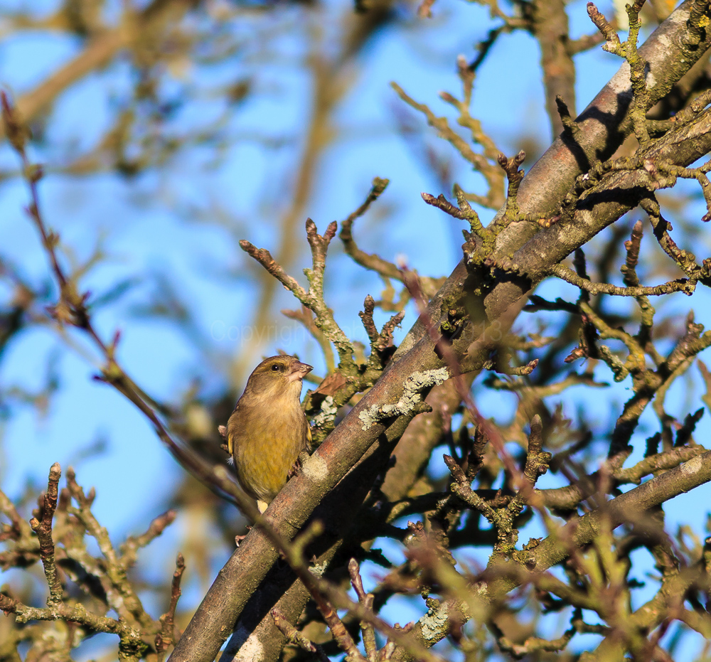 Greenfinch in our apple tree