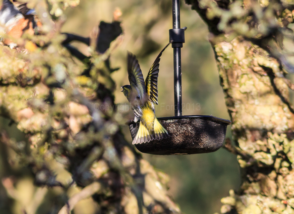 Siskin landing on a feeder in our apple tree