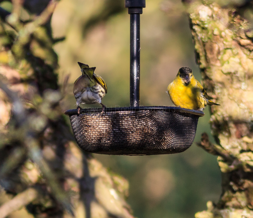 Siskins on a feeder in our apple tree