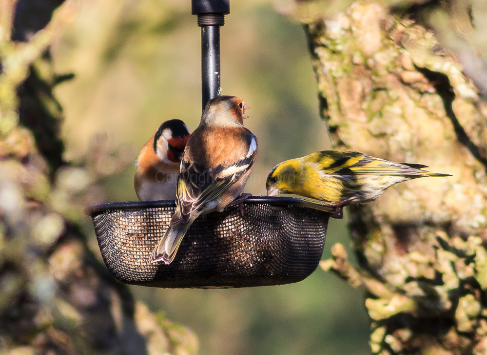 Finches on a feeder in our apple tree