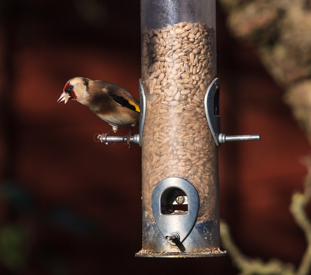 Goldfinch on a feeder in our apple tree