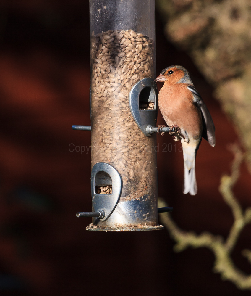 Chaffinch on the feeder in our apple tree