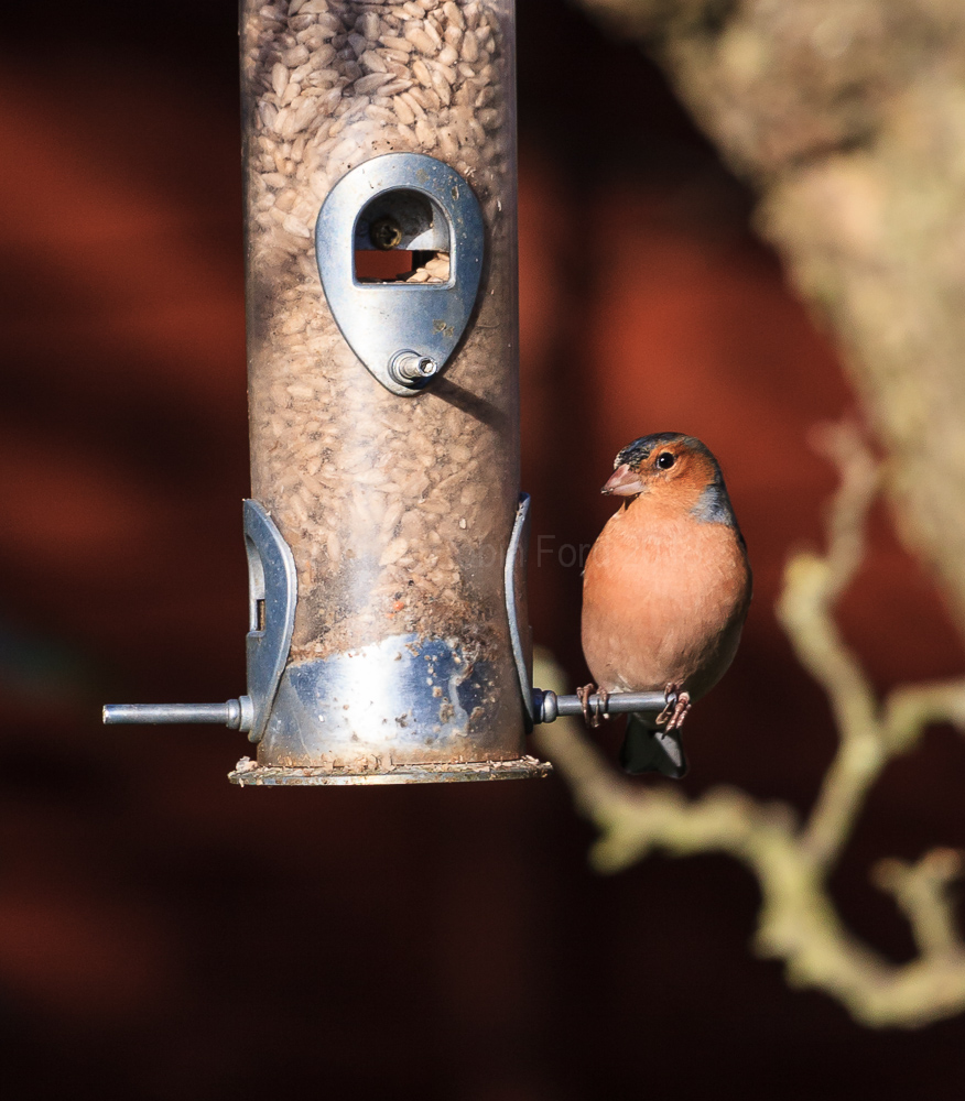 Chaffinch on the feeder in our apple tree