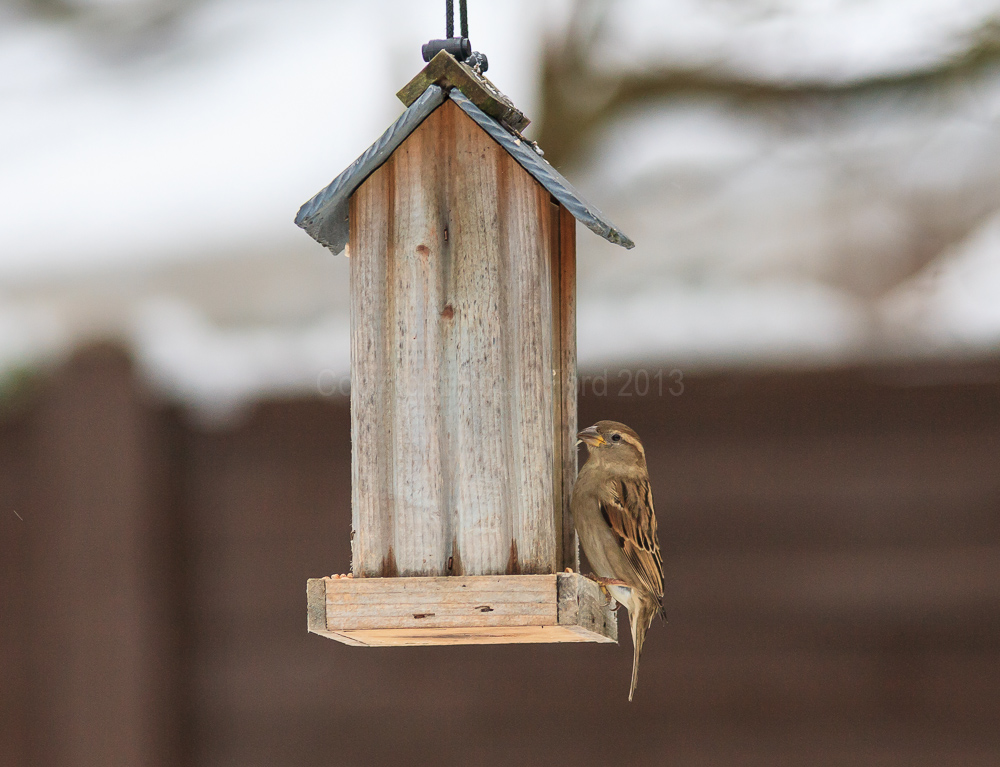 House Sparrow having a winter feed