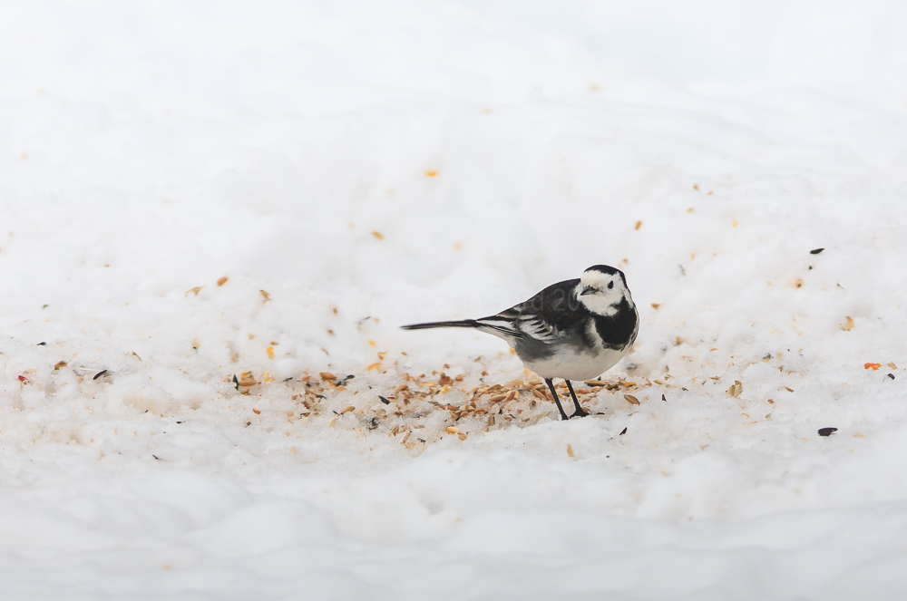 Pied Wagtail having a winter feed