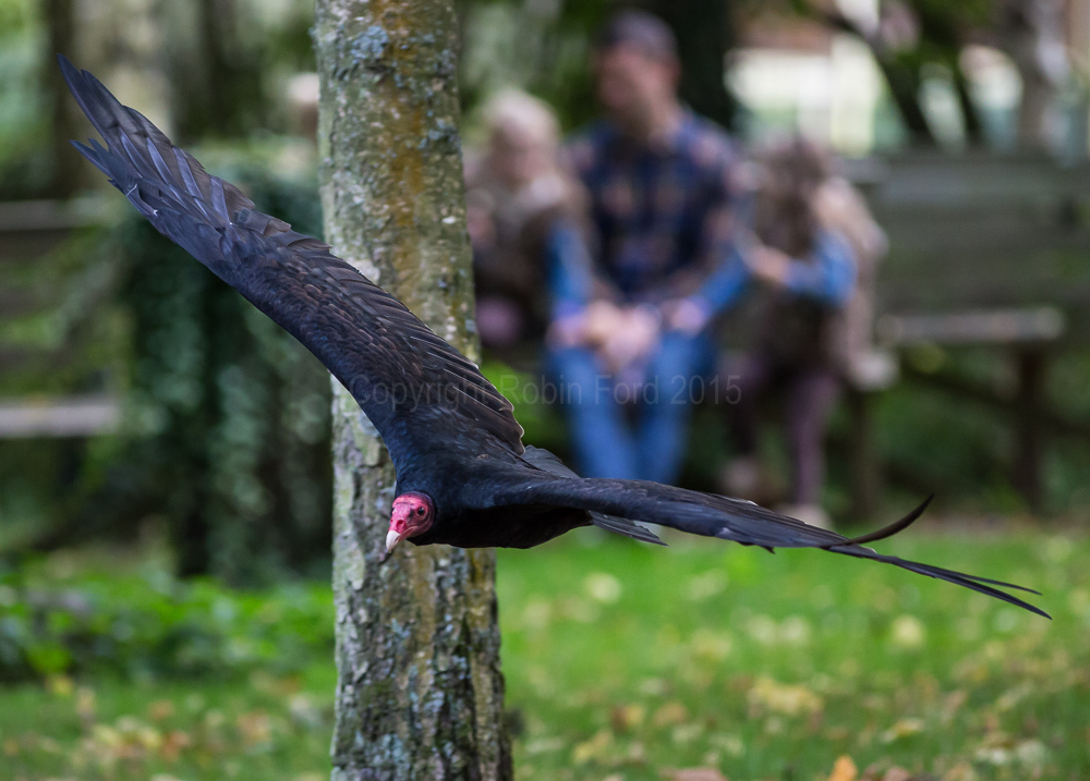 Turkey Buzzard