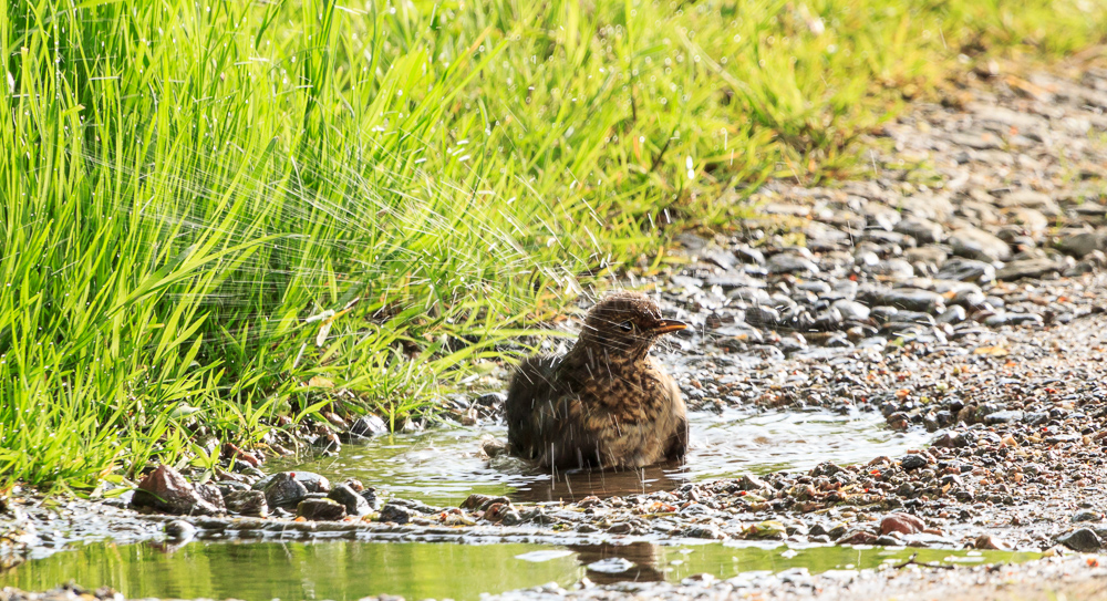 Blackbird having a bath