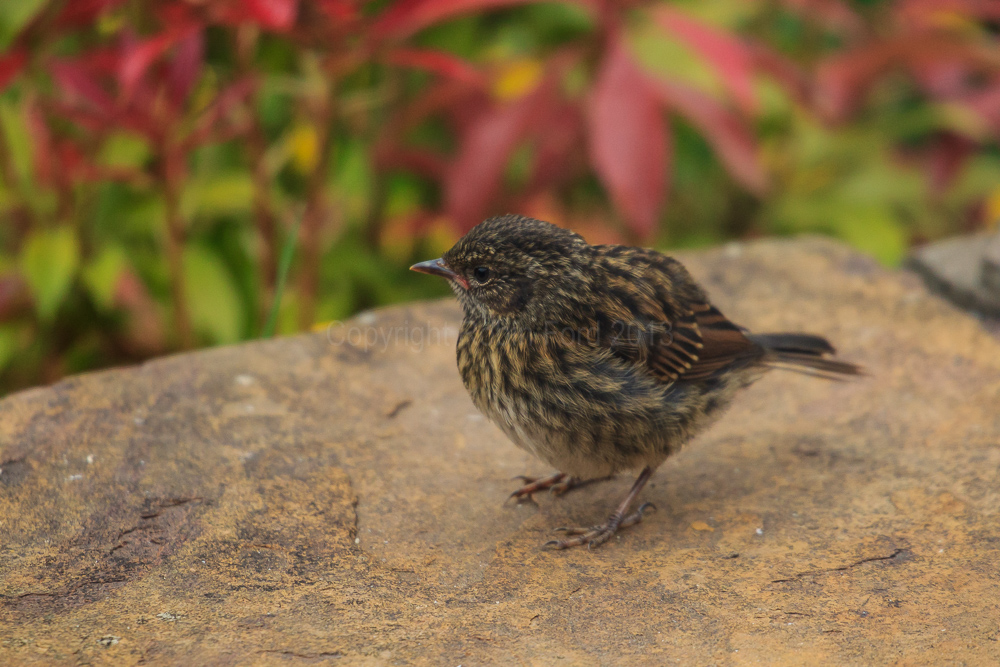 Baby Robin