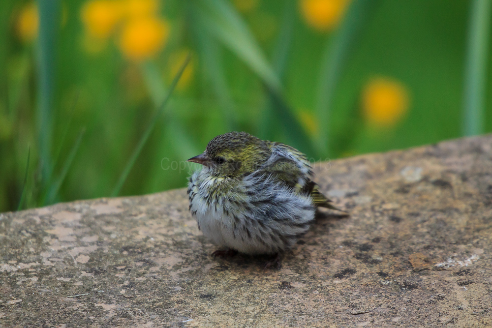 Baby Siskin
