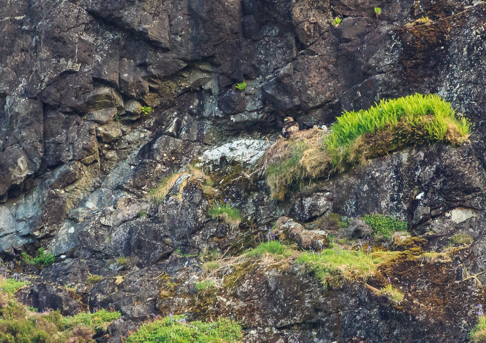 Golden Eagle