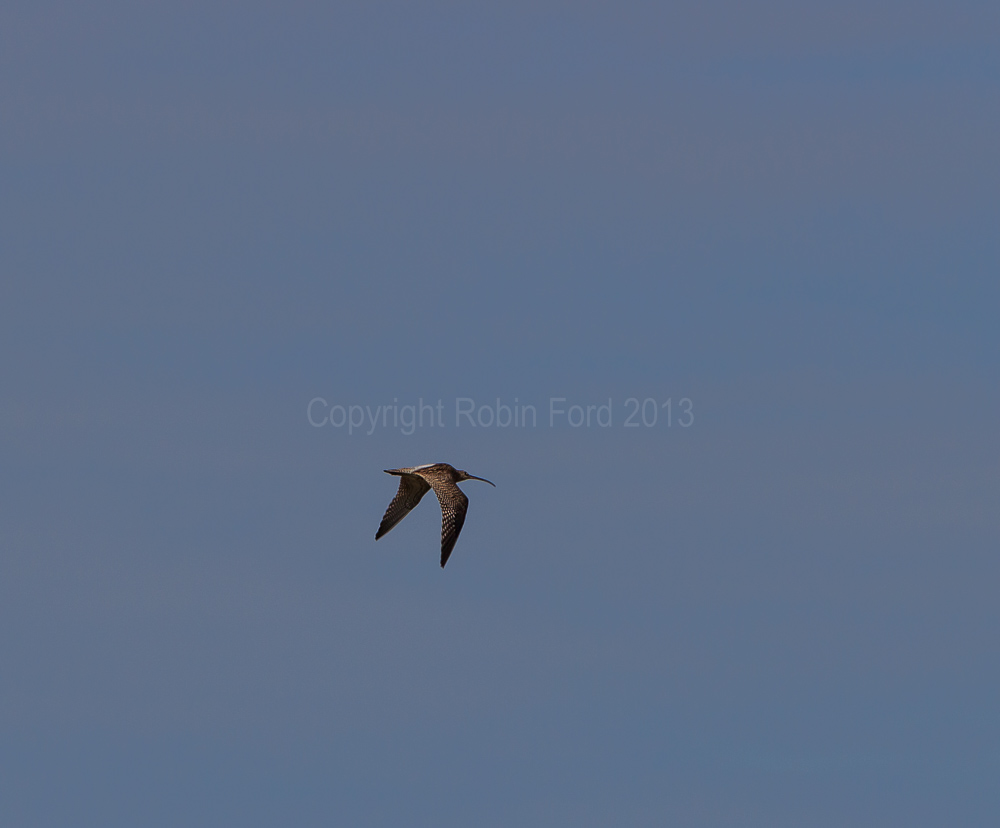 Curlew
