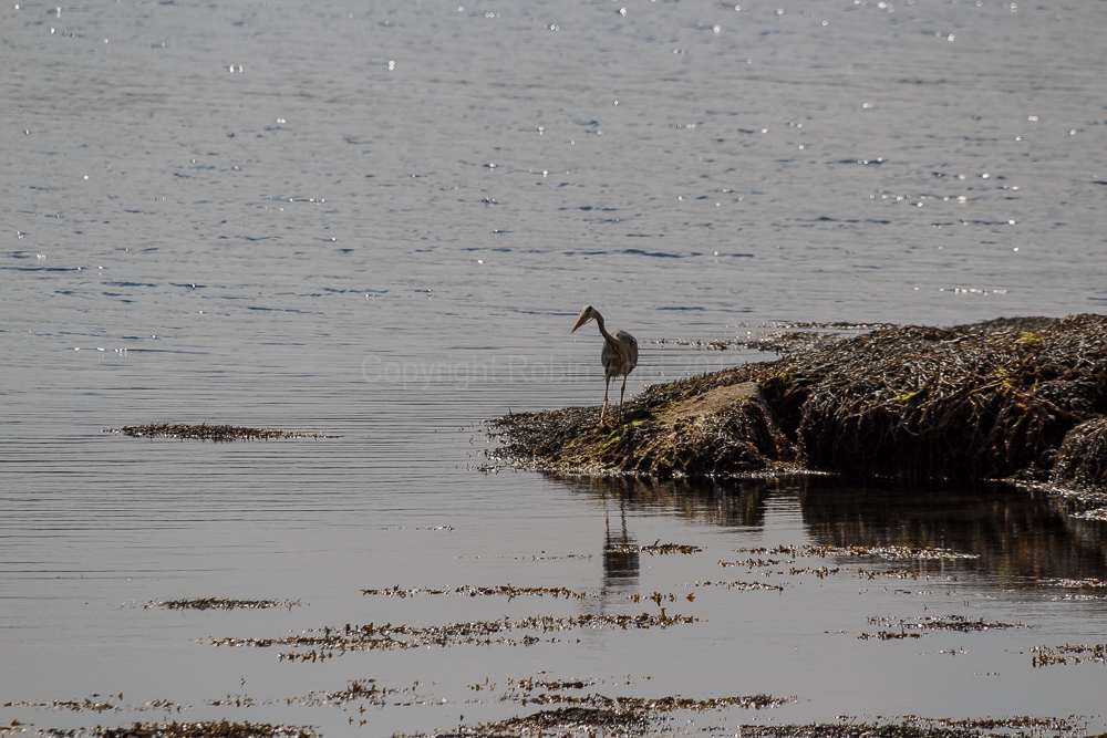 Grey Heron
