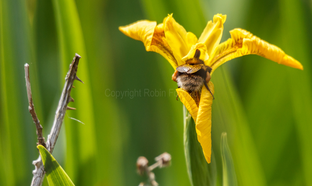 Bee feeding