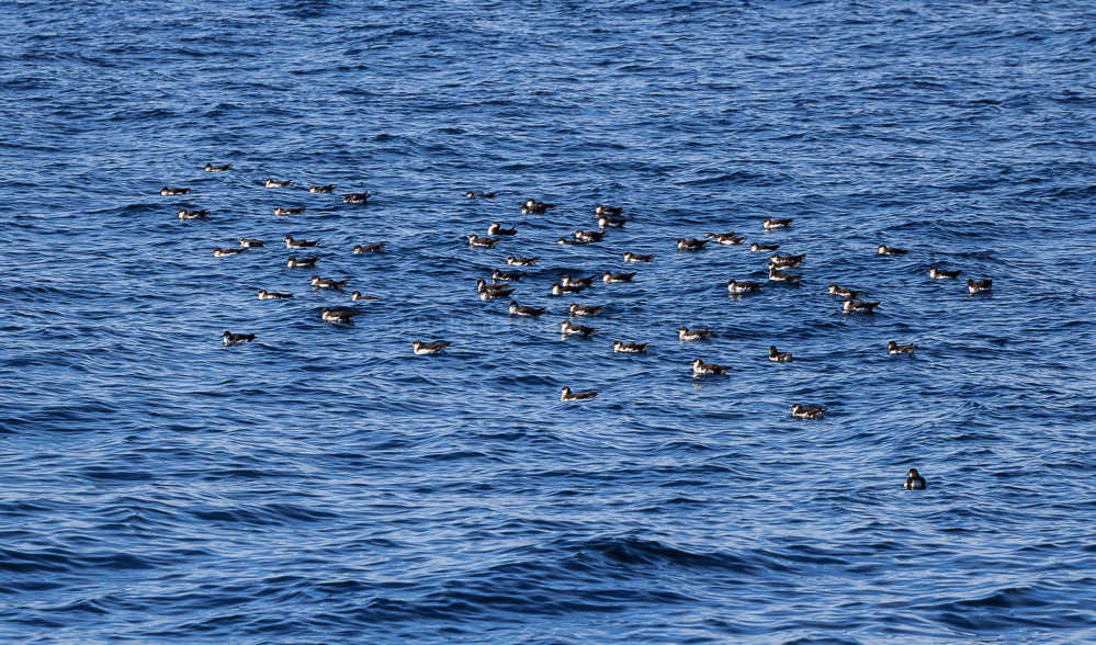 Manx Sheerwaters