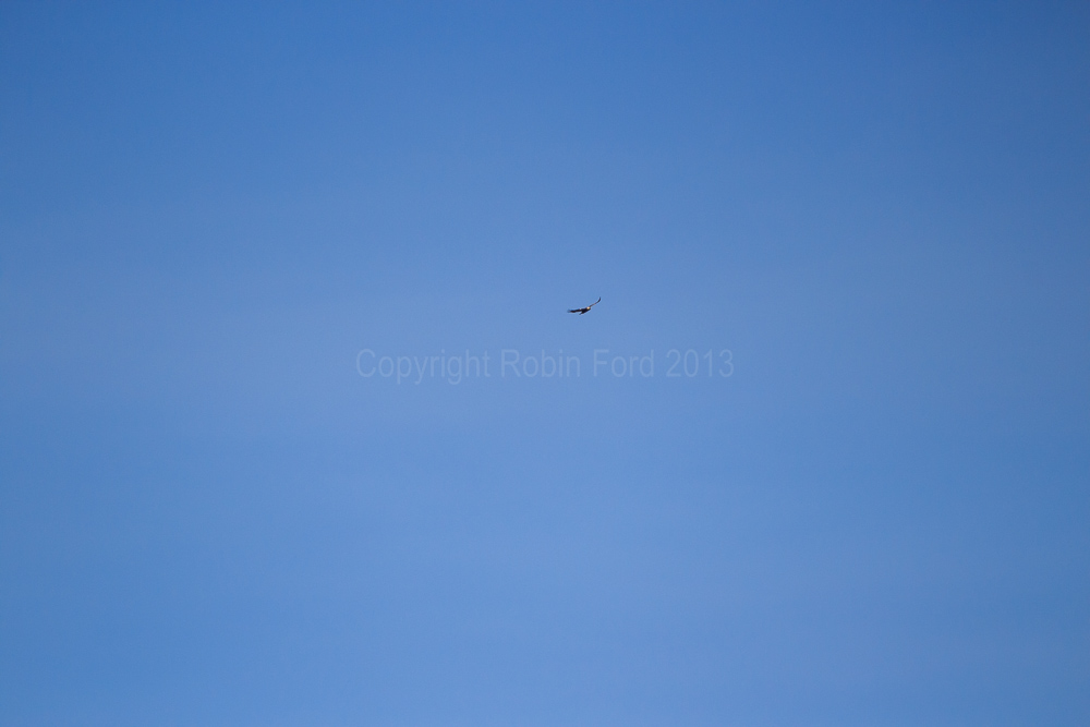 Golden Eagle