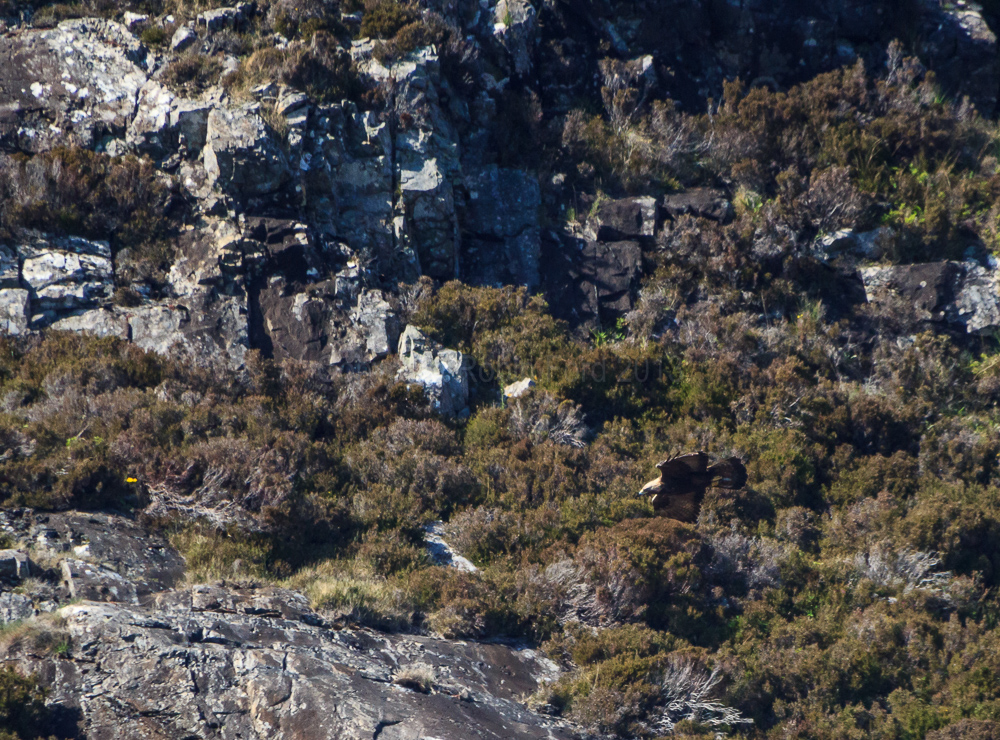 Golden Eagle