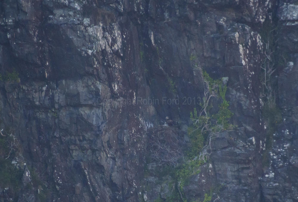 Golden Eagle, parent and chick