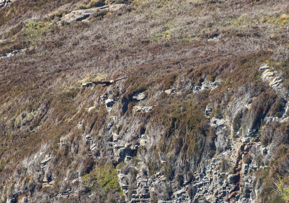 Golden Eagle
