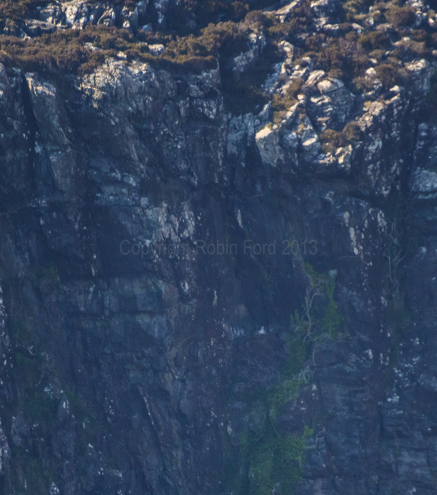 Golden Eagle chick on the nest