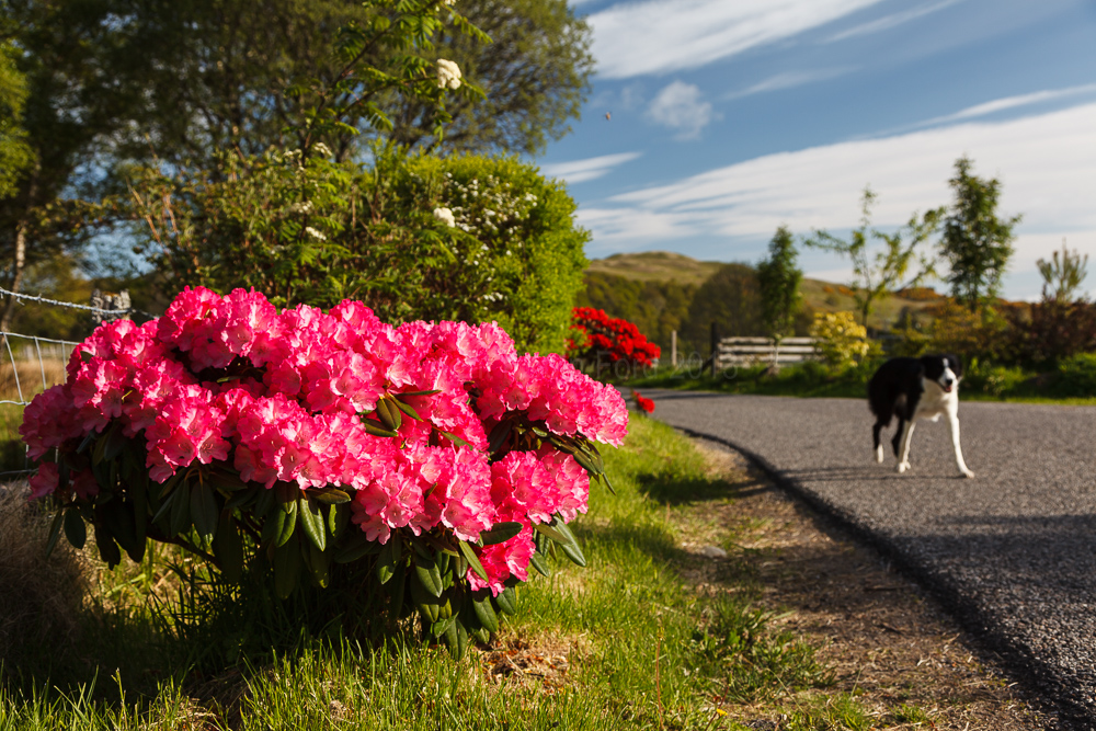 Road outside Clan Cottages
